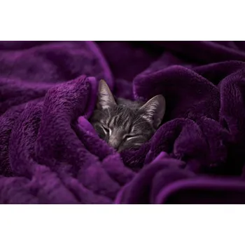 Plakát Plakát, Obraz - Tabby cat sleeping wrapped on blanket, Daniel Lozano Gonzalez