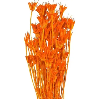 Sušená Nigella oranžová