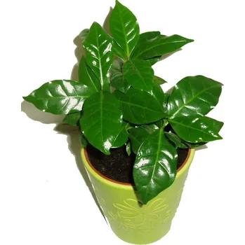 Sazenice Coffea arabica - Kávovník - 3 rostliny