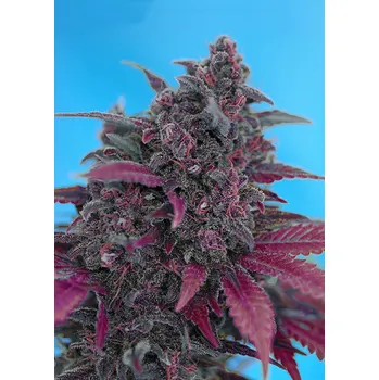Semeno Sweet Seeds Dark Devil Auto Balení: 3+1ks