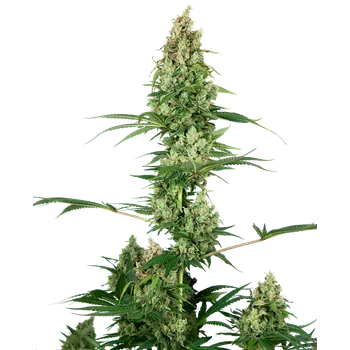 Semeno Sensi Seeds Silver Fire Balení: 3ks