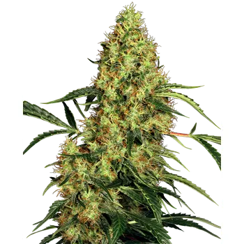 Semeno Sensi Seeds Mexican Sativa Balení: 3ks