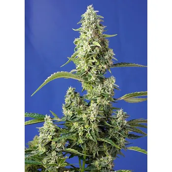 Semeno Sweet Seeds Gorilla Girl XL Auto Balení: 3+1ks