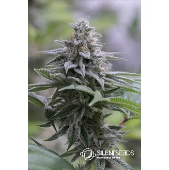 Semeno Silent Seeds Zkittlez 2.0 Balení: 3ks
