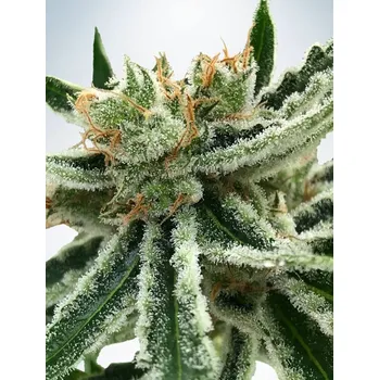 Semeno Ministry of Cannabis Mandarin Haze Balení: 5ks