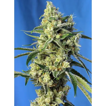 Semeno Sweet Seeds Sweet Amnesia Haze Balení: 3+1ks