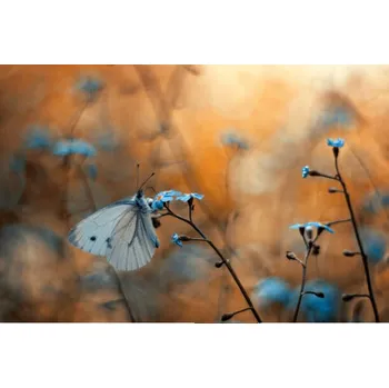 Plakát Plakát, Obraz - Close-up of butterfly on plant, pozytywka / 500px