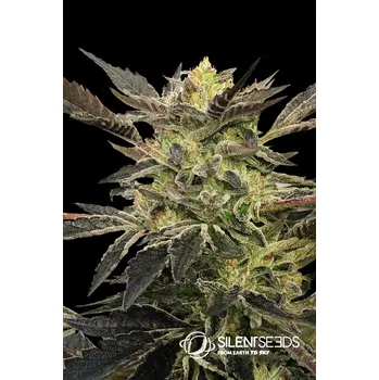 Semeno Silent Seeds Pink Sunset Auto by Sherbinskis Balení: 3ks