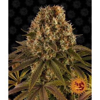 Semeno Barney's Farm Strawberry Lemonade Balení: 3ks