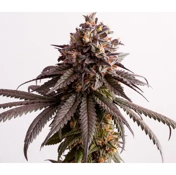 Semeno Kannabia Gelato-K Balení: 3ks