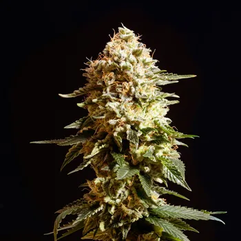 Semeno Kannabia La Blanca Balení: 3ks