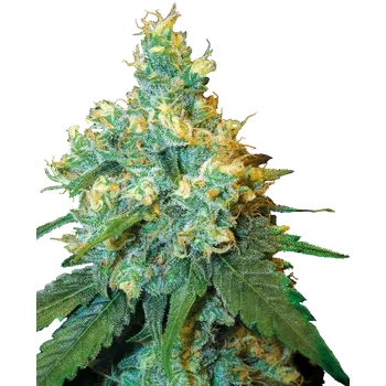 Semeno Sensi Seeds Jack Herer Balení: 3ks