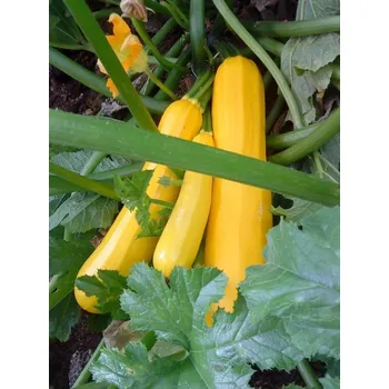 Semeno Cuketa (tykev obecná) Soleil F1 (zlatožlutá)