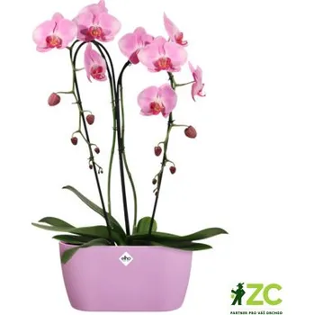 Obal na květináč Obal Brussels Orchid Duo - vivid violet 25 cm