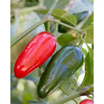 Semeno Paprika chilli Jalapeño (mírně pálivá, zelená-červená) Osiva Moravia