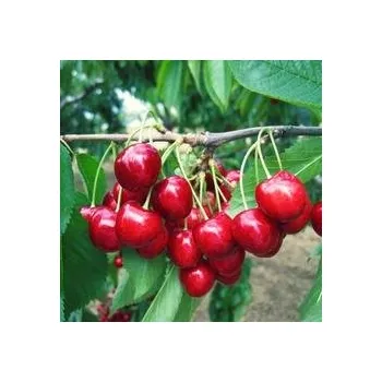 Sazenice Kukla, Trávníček Prunus avium Stella 100/120 cm