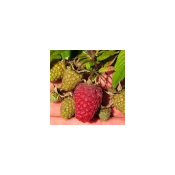 Sazenice Rubus idaeus Tulameen 20/30 cm