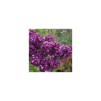 Sazenice Syringa vulgaris Charles Joly 30/40 cm