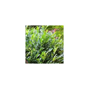 Sazenice Prunus laurocerasus Reyvaanii 30/40 cm
