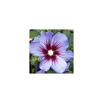 Sazenice Hibiscus syriacus Marina (syn. Blue Satin) 30/40 cm