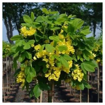 Sazenice Laburnum anagyroides Sunspire km 120cm,
