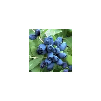 Sazenice Lonicera kamtschatica Čeljabinka 40/60 cm