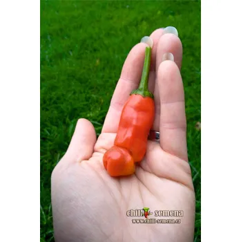 Semeno chilli-semena Red Peter Penis Pepper 10 ks