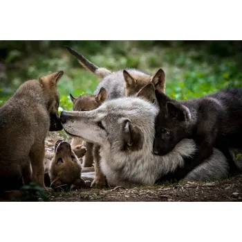 Plakát Plakát, Obraz - Wolf with litter of playful cubs, Zocha_K