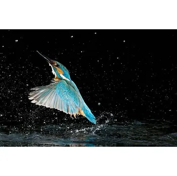 Plakát Plakát, Obraz - Adult male common kingfisher emerging from, Joe Petersburger