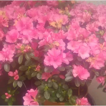 Rhododendron skalkový (Rhododendron impeditum)