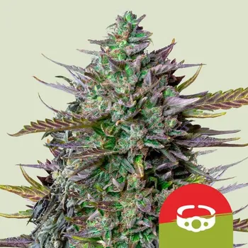 Semeno Royal Queen Seeds GOAT'lato Auto Balení: 5ks