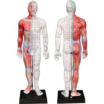 Akupunkturní model - muž, svaly 55cm