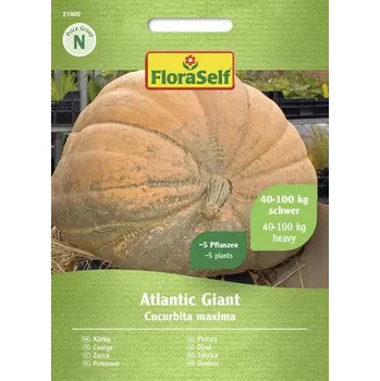 Semeno FloraSelf dýně Atlantic Giant