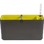 Plastia Berberis 190974