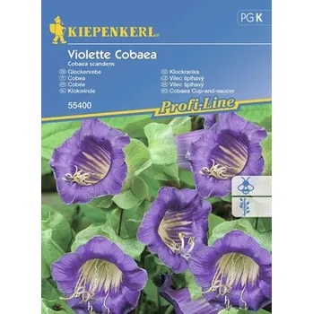 Zahrada Vilec šplhavý Violette Cobaea Kiepenkerl