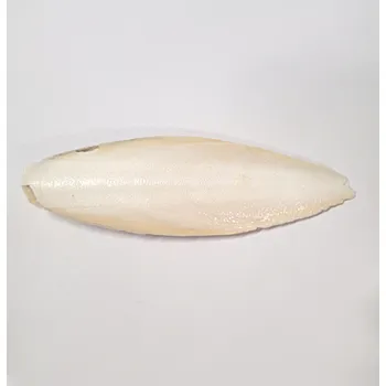 Pro ptáka Sépiová kost 15 cm 1 ks