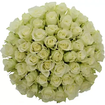 umělá květina Kytice 55 bílých růží ATHENA 50cm