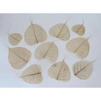 umělá květina SKELET LISTU - PŘÍRODNÍ 10 ks