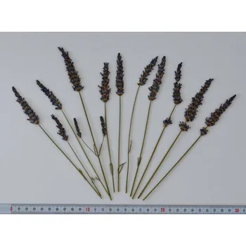 umělá květina Sušené a lisované květy Levandule - 10 ks