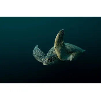 Plakát Plakát, Obraz - Speedster, Serge Melesan