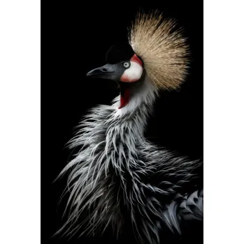 Plakát Plakát, Obraz - Crowned crane's portrait, Eiji Itoyama