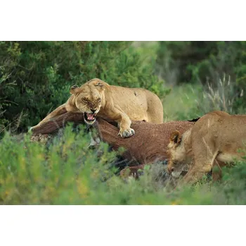 Plakát Plakát, Obraz - Wait Your Turn, Massimo Mei