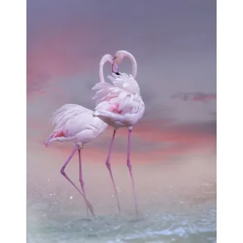 Plakát Plakát, Obraz - Flamingo Ballet, Krystina Wisniowska