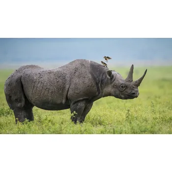 Plakát Plakát, Obraz - Duos, Yair Schwartz