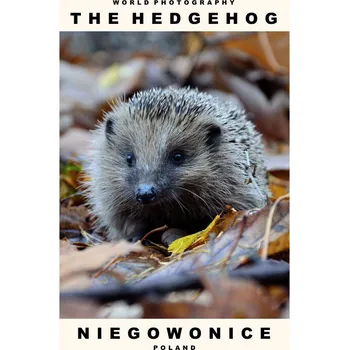 Plakát Plakát, Obraz - The Hedgehog (Niegowonice, Poland)