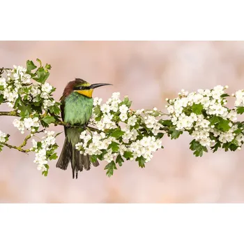 Plakát Plakát, Obraz - Bee-Eater, Caroline Wirtz