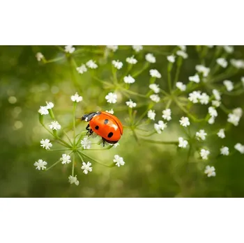 Plakát Plakát, Obraz - Walk on flowers, Dmitriy Yevtushyk