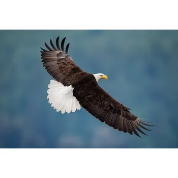 Plakát Plakát, Obraz - The Pose, David H Yang