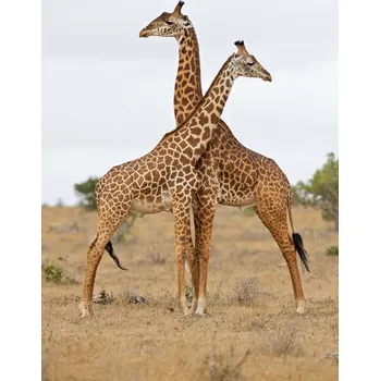 Plakát Plakát, Obraz - Necks, Marco Pozzi