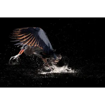 Plakát Plakát, Obraz - Running away with a fish for supper, Alex	Li